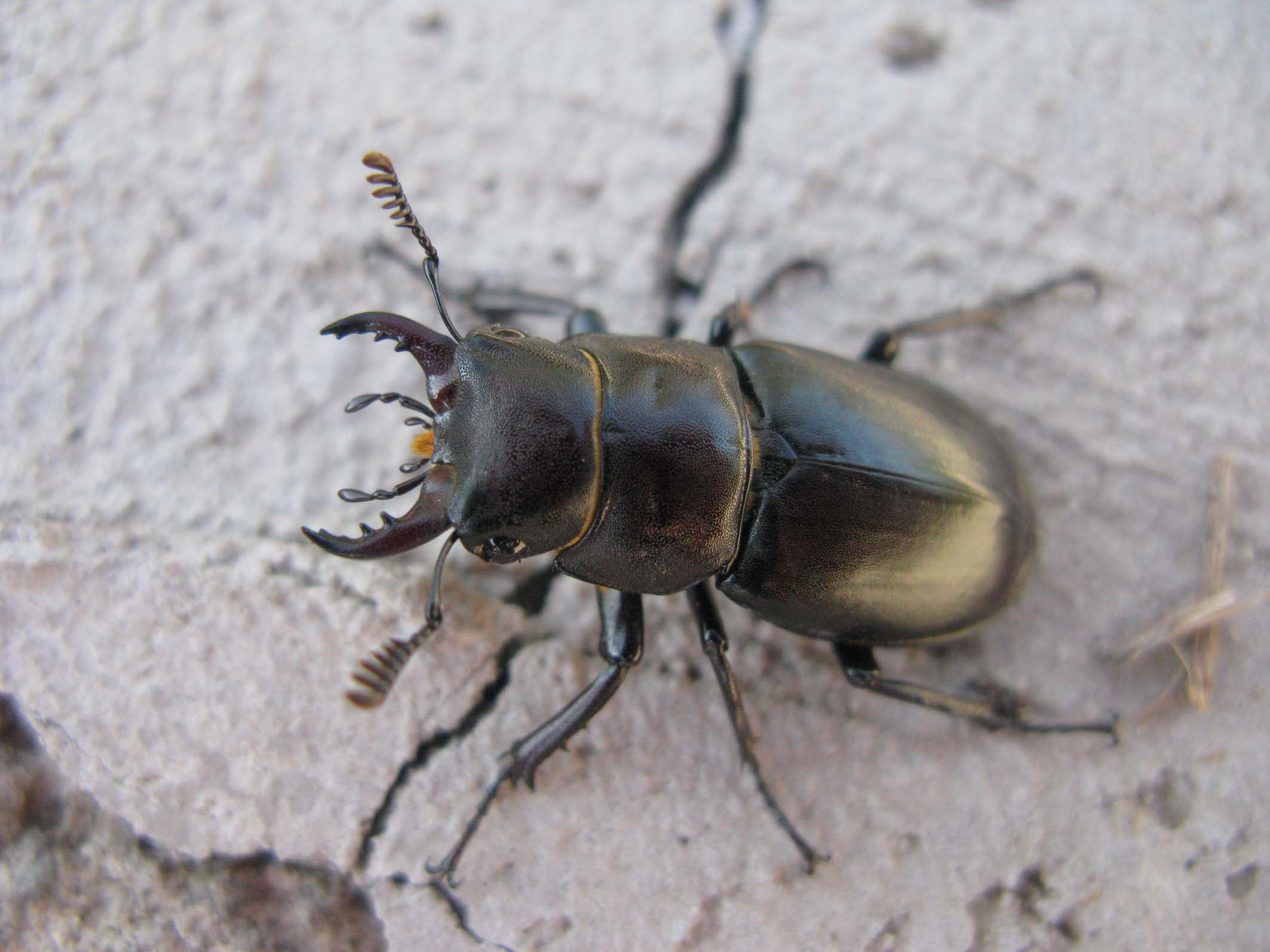 coleottero da identificare: Lucanus tetraodon